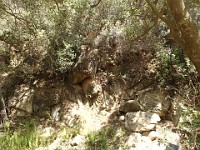 2013-06-24 Black Star Canyon 027
