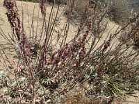 2013-06-24 Black Star Canyon 059