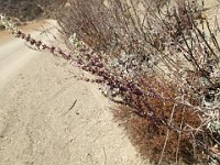 2013-06-24 Black Star Canyon 060