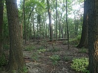 Run through downtown Ann Arbor's County Farm Park.  2013 Run in County Farm Park, Ann Arbor MI : Ann Arbor, County Farm Park, Michigan, Rave Run, Running, Trail, United States, USA