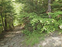 Rave Run Photos  A rocky run, well really hike, up to the summit of New Hampshires Mt Moosilauke. July 31, 2013 : Kasdorf, Rave Runs, Run, Trail, Breezy Point, New Hampshire, United States, USA, Woodsville