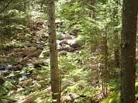 Rave Run Photos  A rocky run, well really hike, up to the summit of New Hampshires Mt Moosilauke. July 31, 2013 : Kasdorf, Rave Runs, Run, Trail, Glencliff, New Hampshire, United States, USA, Woodsville