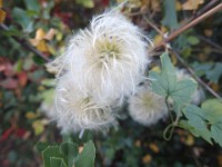 2013 Trabuco Canyon CA 097