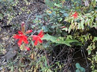 2013 Trabuco Canyon CA 110