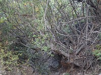 2013 Trabuco Canyon CA 111