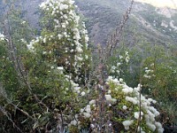 2013 Trabuco Canyon CA 120