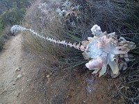 2013 Trabuco Canyon CA 124