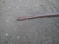 2013 Trabuco Canyon CA 139