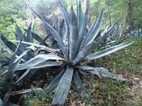 2013 Trabuco Canyon CA 142