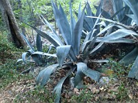 2013 Trabuco Canyon CA 143