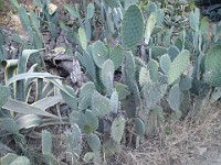2013 Trabuco Canyon CA 146
