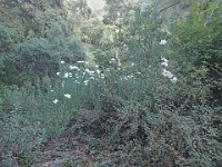 2013 Trabuco Canyon CA 149