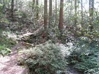 Rave Run Photos  The trail from Unicoi State Part to Anna Ruby Falls. A nice 9 mile round trip. : Georgia, Rave Runs, Robertstown, Sautee Nacoochee, United States, USA, Water Falls