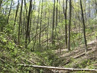 Rave Run Photos  The trail from Unicoi State Part to Anna Ruby Falls. A nice 9 mile round trip. : Georgia, Rave Runs, Robertstown, Sautee Nacoochee, United States, USA, Water Falls
