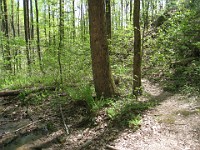 Rave Run Photos  The trail from Unicoi State Part to Anna Ruby Falls. A nice 9 mile round trip. : Georgia, Rave Runs, Robertstown, Sautee Nacoochee, United States, USA, Water Falls