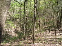 Rave Run Photos  The trail from Unicoi State Part to Anna Ruby Falls. A nice 9 mile round trip. : Georgia, Rave Runs, Robertstown, Sautee Nacoochee, United States, USA, Water Falls