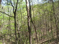 Rave Run Photos  The trail from Unicoi State Part to Anna Ruby Falls. A nice 9 mile round trip. : Georgia, Rave Runs, Robertstown, Sautee Nacoochee, United States, USA, Water Falls