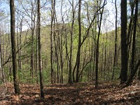 Rave Run Photos  The trail from Unicoi State Part to Anna Ruby Falls. A nice 9 mile round trip. : Georgia, Rave Runs, Robertstown, Sautee Nacoochee, United States, USA, Water Falls