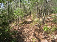 Rave Run Photos  The trail from Unicoi State Part to Anna Ruby Falls. A nice 9 mile round trip. : Georgia, Rave Runs, Robertstown, Sautee Nacoochee, United States, USA, Water Falls