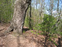 Rave Run Photos  The trail from Unicoi State Part to Anna Ruby Falls. A nice 9 mile round trip. : Georgia, Rave Runs, Robertstown, Sautee Nacoochee, United States, USA, Water Falls
