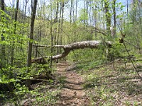 Rave Run Photos  The trail from Unicoi State Part to Anna Ruby Falls. A nice 9 mile round trip. : Georgia, Rave Runs, Robertstown, Sautee Nacoochee, United States, USA, Water Falls