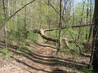 Rave Run Photos  The trail from Unicoi State Part to Anna Ruby Falls. A nice 9 mile round trip. : Georgia, Rave Runs, Robertstown, Sautee Nacoochee, United States, USA, Water Falls