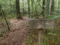 Rave Run Photos  FOMBA Mountain Bike Trails in Manchester NH. : Auburn, Hooks Crossing, New Hampshire, Rave Runs, Running, Trail, United States, USA