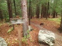 Rave Run Photos  FOMBA Mountain Bike Trails in Manchester NH. : Auburn, Hooks Crossing, New Hampshire, Rave Runs, Running, Trail, United States, USA