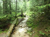 2014 Mt Eisenhower NH 2014-07-28 039 : Bretton Woods, Marshfield Station, New Hampshire, Twin Mountain, United States, USA