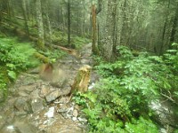 2014 Mt Eisenhower NH 2014-07-28 045 : Bretton Woods, Marshfield Station, New Hampshire, Twin Mountain, United States, USA