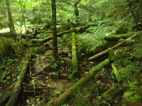 Rave Run Photos  Mt Washington - Rocky, steep, windy, cold, cool waterfalls. : Marshfield Station, New Hampshire, Randolph, Rave Runs, Trail, United States, USA