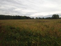 Lefurge Nature Preserve.  Lefurge Nature Preserve, part of the Southeast Michigan Land Conservancy holdings. : Ann Arbor, kasdorf, nature preserve, Trail Run
