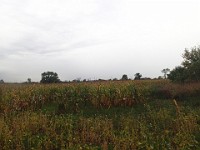 Lefurge Nature Preserve.  Lefurge Nature Preserve, part of the Southeast Michigan Land Conservancy holdings. : Ann Arbor, kasdorf, nature preserve, Trail Run