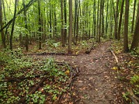 Lefurge Nature Preserve.  Lefurge Nature Preserve, part of the Southeast Michigan Land Conservancy holdings. : Ann Arbor, kasdorf, nature preserve, Trail Run