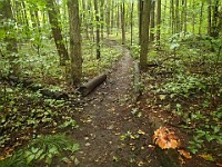 Lefurge Nature Preserve.  Lefurge Nature Preserve, part of the Southeast Michigan Land Conservancy holdings. : Ann Arbor, kasdorf, nature preserve, Trail Run