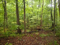 Lefurge Nature Preserve.  Lefurge Nature Preserve, part of the Southeast Michigan Land Conservancy holdings. : Ann Arbor, kasdorf, nature preserve, Trail Run