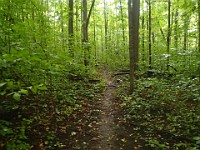 Lefurge Nature Preserve.  Lefurge Nature Preserve, part of the Southeast Michigan Land Conservancy holdings. : Ann Arbor, kasdorf, nature preserve, Trail Run