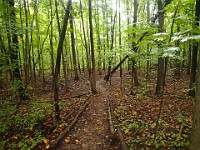 Lefurge Nature Preserve.  Lefurge Nature Preserve, part of the Southeast Michigan Land Conservancy holdings. : Ann Arbor, kasdorf, nature preserve, Trail Run
