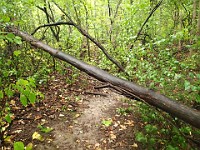 Lefurge Nature Preserve.  Lefurge Nature Preserve, part of the Southeast Michigan Land Conservancy holdings. : Ann Arbor, kasdorf, nature preserve, Trail Run