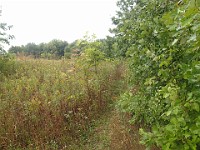 Lefurge Nature Preserve.  Lefurge Nature Preserve, part of the Southeast Michigan Land Conservancy holdings. : Ann Arbor, kasdorf, nature preserve, Trail Run