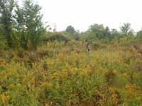 Lefurge Nature Preserve.  Lefurge Nature Preserve, part of the Southeast Michigan Land Conservancy holdings. : Ann Arbor, kasdorf, nature preserve, Trail Run