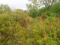 Lefurge Nature Preserve.  Lefurge Nature Preserve, part of the Southeast Michigan Land Conservancy holdings. : Ann Arbor, kasdorf, nature preserve, Trail Run