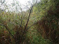Lefurge Nature Preserve.  Lefurge Nature Preserve, part of the Southeast Michigan Land Conservancy holdings. : Ann Arbor, kasdorf, nature preserve, Trail Run
