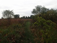 Lefurge Nature Preserve.  Lefurge Nature Preserve, part of the Southeast Michigan Land Conservancy holdings. : Ann Arbor, kasdorf, nature preserve, Trail Run