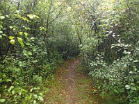 Lefurge Nature Preserve.  Lefurge Nature Preserve, part of the Southeast Michigan Land Conservancy holdings. : Ann Arbor, kasdorf, nature preserve, Trail Run