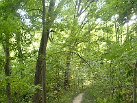 A run through Bird Hills, Kuebler Langford and Barton Parks  A run through Bird Hills, Kuebler Langford and Barton Parks on a nice afternoon. : Ann Arbor, kasdorf, running, Trail Run