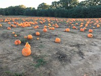 2016 Run Scream Run 10K 2016 Run Scream Run 10K