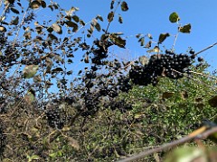 2020-10-23 LeFurge SE Field Clearing 05  Buckthorn berries... so many! No wonder they spread so fast!