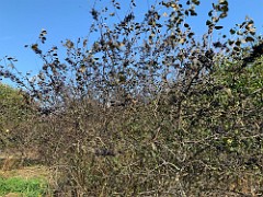 2020-10-23 LeFurge SE Field Clearing 06  Buckthorn berries... so many! No wonder they spread so fast!