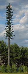 A larger than life fir tree spotted in New Hampshire.